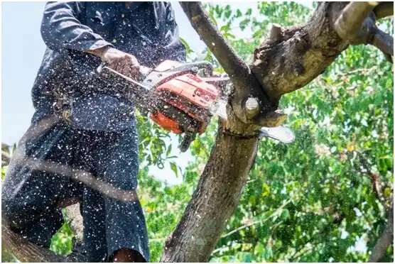 tree services Summertown